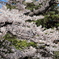 平成最後の桜
