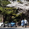 平成最後の桜２