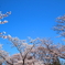 平成最後の桜３