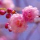 桜色