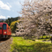 西山光照寺の桜