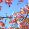 朝陽を浴びる桜