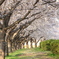 桜の道