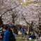 熊谷桜堤