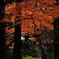 12月の紅葉