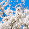 山桜