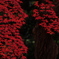 紅葉河