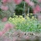 畑に春見つけました