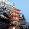 桜と五重塔