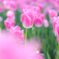 funwari pink