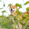くさむら犬