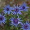 花フェスタ　２０１９−４−１