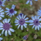 花フェスタ　２０１９−４−２