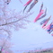 大空におよぐこいのぼり