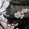 城跡の桜