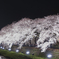 夜桜　ライト強め
