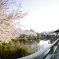 須磨寺公園の桜