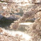 須磨寺公園の桜