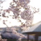 須磨寺公園の桜