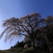 枝垂れ桜