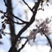 平成最後の桜