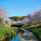 川沿いの桜