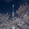 TOKYO YOZAKURA 2019