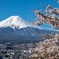 富士山と桜