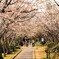 春の一場面