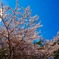 千葉公園の桜