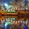 夜桜リフレ