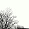 死木 -dead tree-