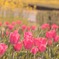 チューリップ