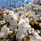 桜の滝