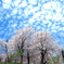 桜と雲