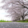 桜  並木