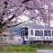 桜×ラマル