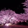 平成最後の夜桜