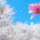 モクレンと桜