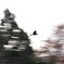 飛ぶ鳥