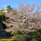 名古屋城　お花見