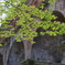 青紅葉と水路閣②