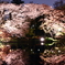 東京の公園46