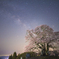 悠久の桜
