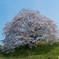 幾坂池の一本桜