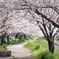 桜並木 