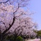 舞鶴公園 桜