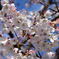 平成最後の桜