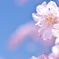 八重桜⑤