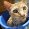 cat in